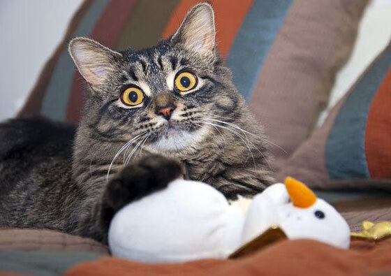 从业界看台球运动的未来发展趋势，台球行业前景分析