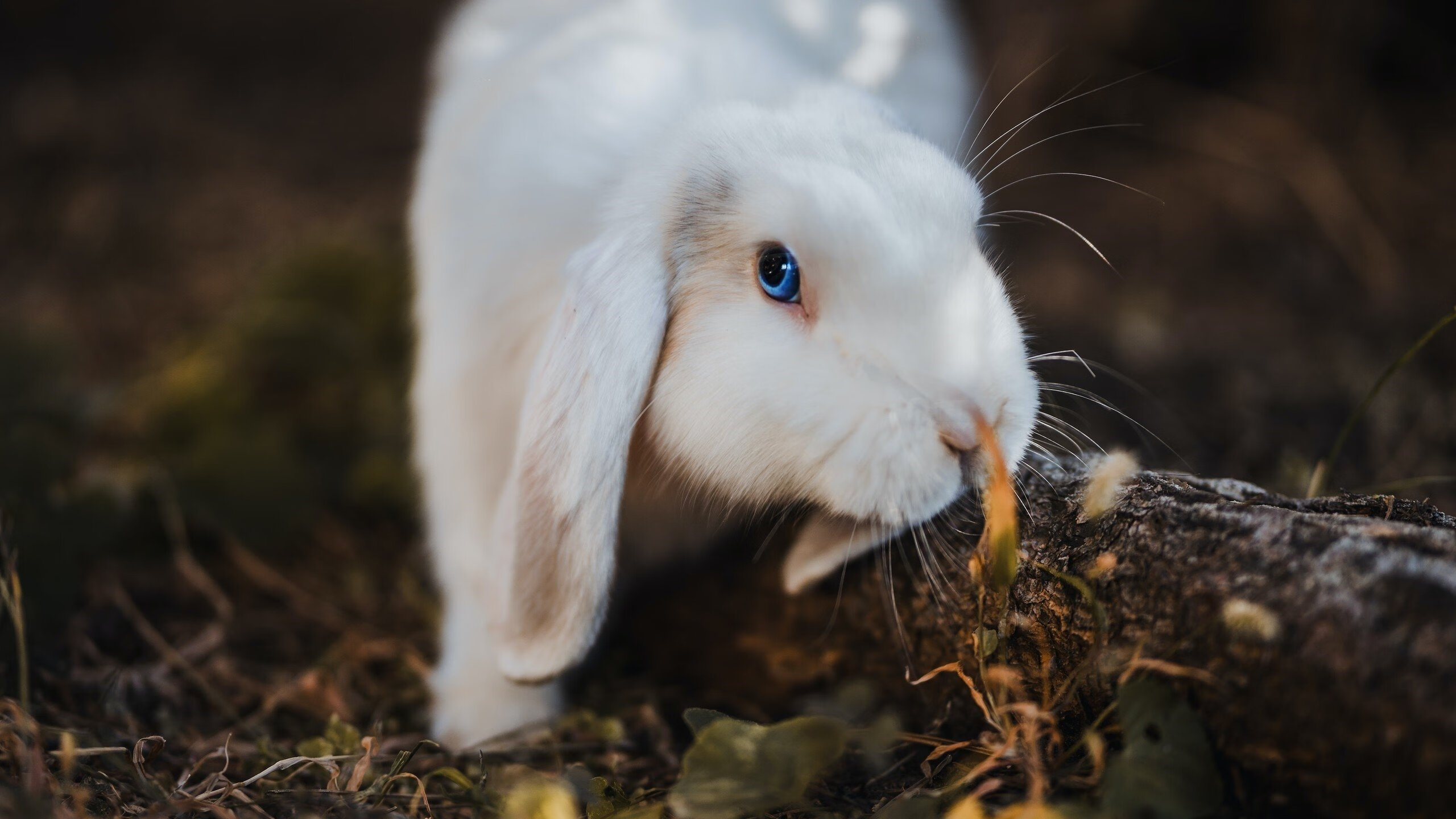 九游电竞-国足战术体系逐步完善防守更加稳健，国足形式